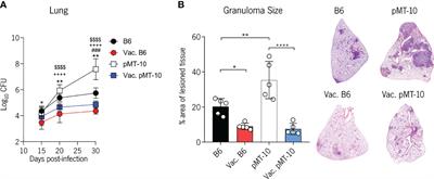 IL-10 Overexpression After BCG Vaccination Does Not Impair Control of Mycobacterium tuberculosis Infection